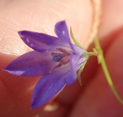 Wahlenbergia krebsii