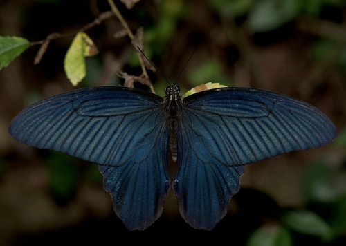 Spangle Swallowtail