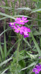 Primula cortusoides
