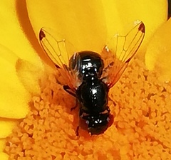 Ulidia apicalis