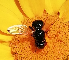 Ulidia apicalis