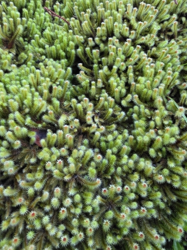 Breutelia pendula observed 2026-10-08