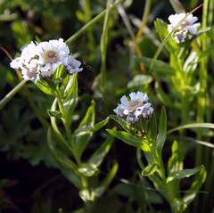 Achillea ptarmica macrocephala