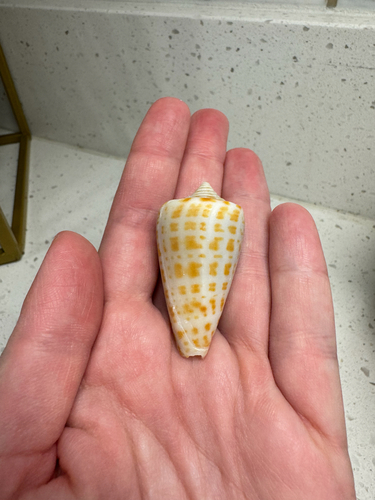 Conus spurius observed 2026-10-07