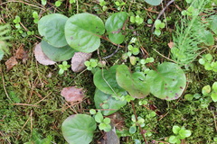 Pyrola media