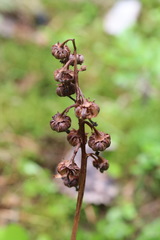 Pyrola media