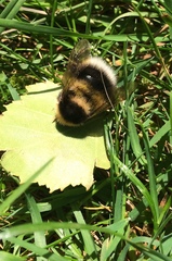 Bombus hortorum