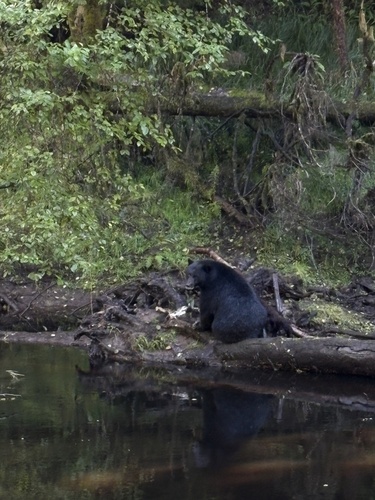 American Black Bear