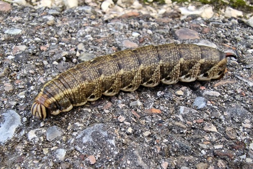 Convolvulus Hawkmoth