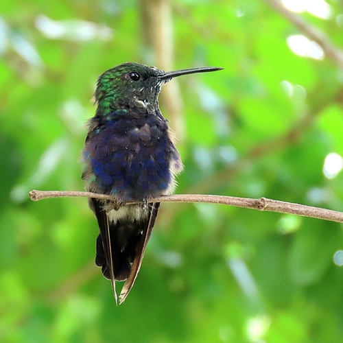Fork-tailed Woodnymph