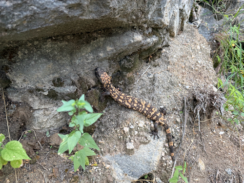 Heloderma suspectum, 2026-10-07