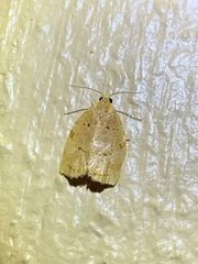 Archips rileyana