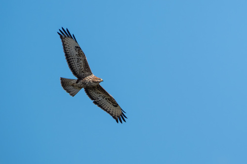 Buse variable, jeune