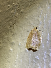 Archips rileyana