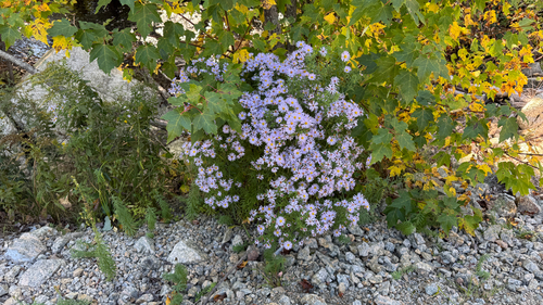 New York aster