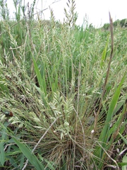 Festuca valesiaca