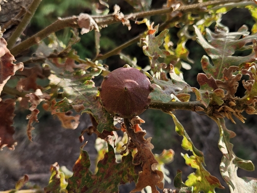 Andricus quercustozae