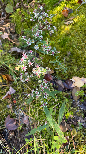 calico aster