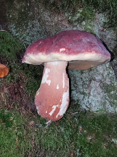 Pine Bolete