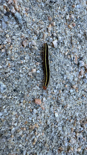 Striped Garden Caterpillar Moth