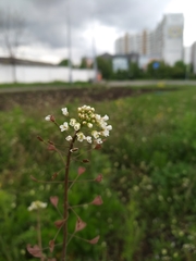 Capsella bursa-pastoris