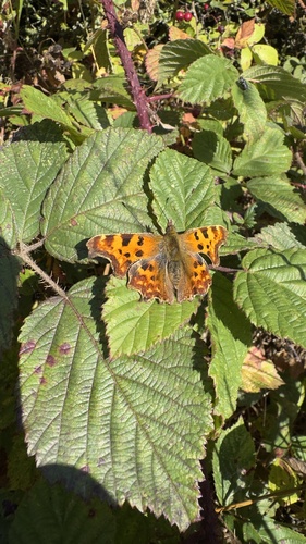 European Comma