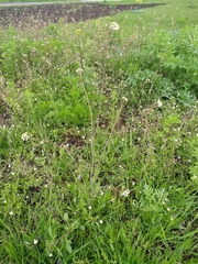 Capsella bursa-pastoris