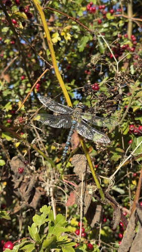 Migrant Hawker