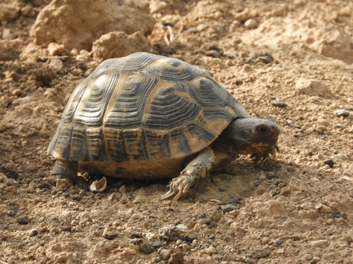 Greek Tortoise