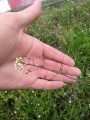 Capsella bursa-pastoris