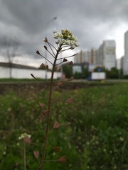 Capsella bursa-pastoris