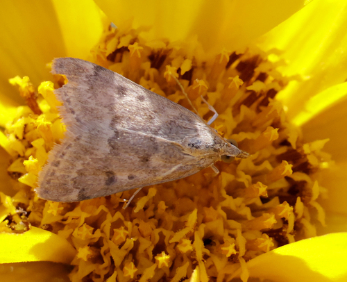 Garden Webworm Moth