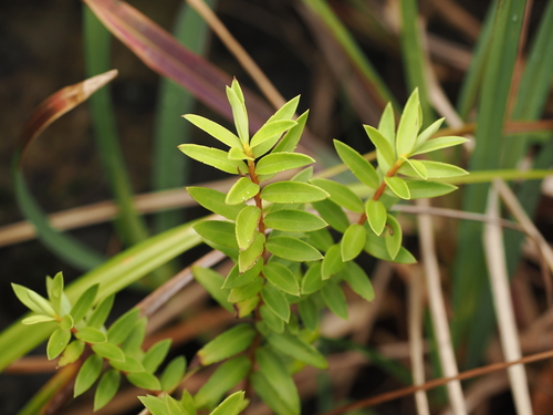Veronica diosmifolia observed 2026-10-04