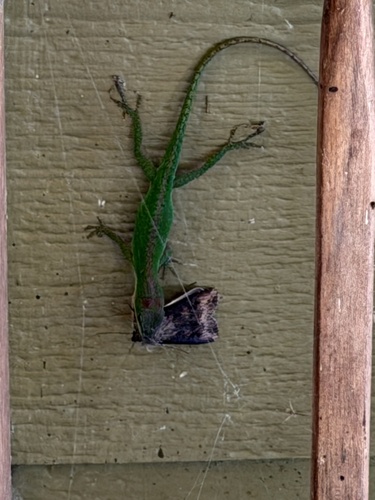Green Anole