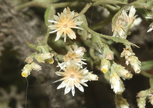 Pseudognaphalium ramosissimum observed 2026-09-15