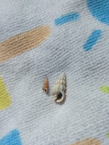 Nassarius mendicus observed 2026-10-07