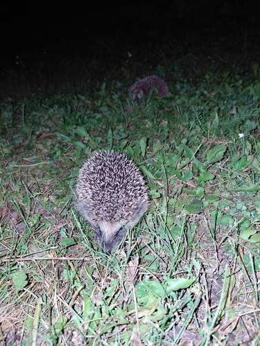 Common Hedgehog