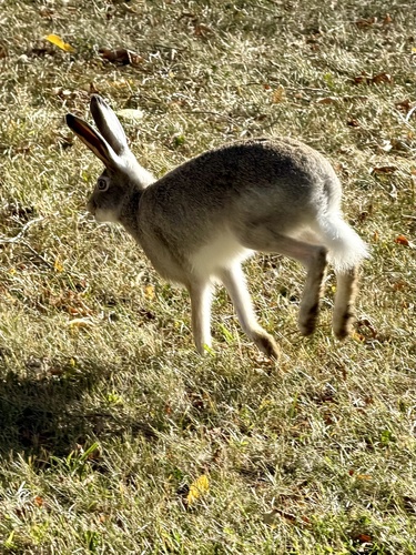 White-tailed Jackrabbit