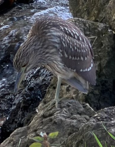Black-crowned Night Heron