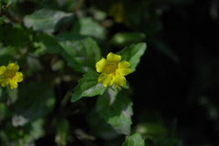 Erythranthe nepalensis