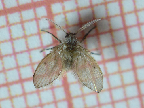 Bathroom Moth Fly