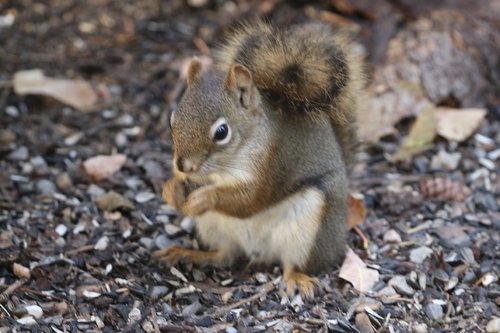 American Red Squirrel