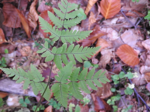 northern oak fern
