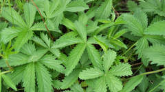 Potentilla chrysantha