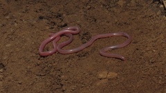 Hook-Snouted Worm Snake photo 2