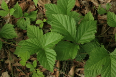 Rubus saxatilis