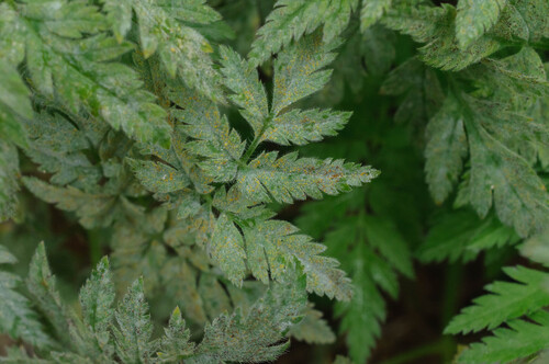 Umbellifer Powdery Mildew