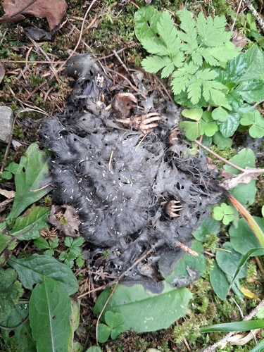 European Mole