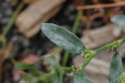 Erysiphe polygoni