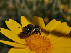 Anthophila